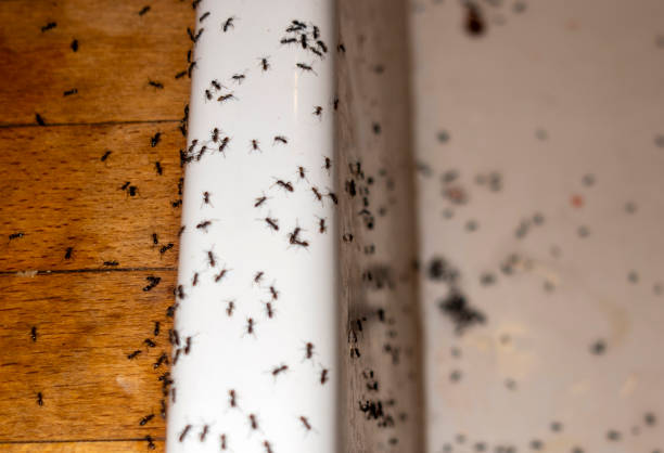 Best Pest Removal Services  in Cobden, IL